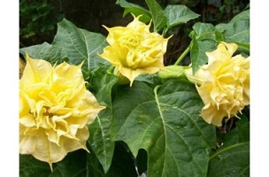Datura metel ‘Double Golden Queen’ - Devil's Trumpet